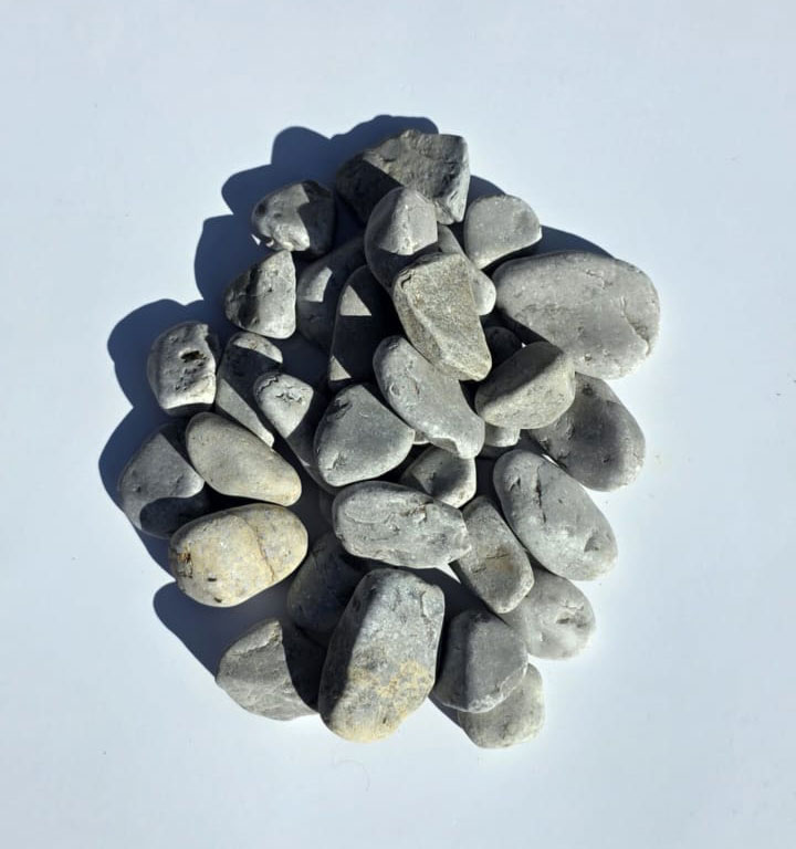 Ciottolo Grigio Occhialino - immagine 2